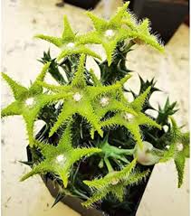 Image result for Orbea dummeri