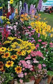 Scottish Nursery Beautiful Flowers Garden Wildflower Garden Beautiful Flowers