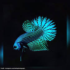 Ikan cupang koi merupakan ikan yang sangat eksotis untuk anda miliki dari bentuknya saja sudah sangat menakjubkan. Ikan Cupang Alien Ikan Cupang Betta Ikan