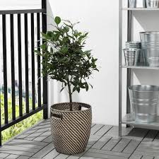 I portavasi omfång non passano certo inosservati in casa. Ragkorn Portavasi Da Interno Esterno Naturale 24 Cm Ikea It