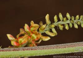 Image result for Indigofera drepanocarpa