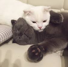 Pin By Farung On Kitty Cat Cute Cat Memes Baby Cats Cute Cats