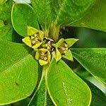 Image result for Rhamnus staddo