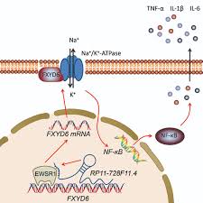 Ll➤ 【€1 = lei4.9267】 euro in leu românesc. The Long Noncoding Rna Rp11 728f11 4 Promotes Atherosclerosis Arteriosclerosis Thrombosis And Vascular Biology