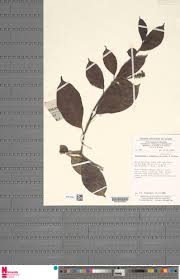 Image result for Thomandersiaceae