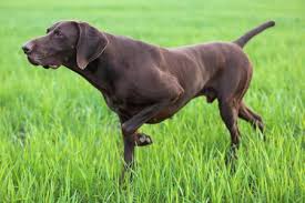 Find german shorthaired lab puppies that are ready to take home immediately or will be available shortly from some of the top breeders in the country. 10 Pointer Dog Breeds