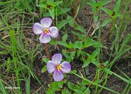 Image result for Antherotoma debilis