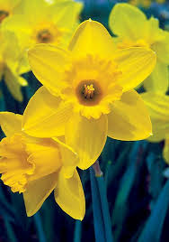 Heirloom Daffodil Bulbs Daffodil Bulbs Daffodils Spring Flowering Bulbs