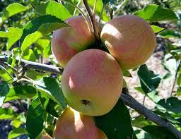 Citrus trees thrive in the warm, sunny and dry climate of southern california. Fruit Trees For A Year Round Harvest In Southern California Greg Alder S Yard Posts Southern California Food Gardening