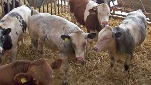 Today, i'm gonna break down half a steer. Finishing Bulls V Steers Which Is Best For Your Farm Farmers Weekly