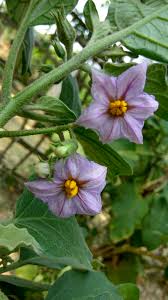 Image result for Solanum melongena