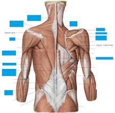 Maybe you would like to learn more about one of these? Back Muscle Id Flashcards Memorang