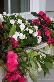 Petunias are among the best flowers for window boxes in full sun and always make a great addition to any window box, too. Window Box 2017