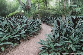 They are often referred to as peacock, zebra, or rattlesnake plants in reference to these decorative leaves. Ctenanthe Setosa Makaranga Janet Davis Explores Colour