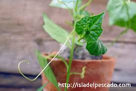 Image result for Momordica boivinii