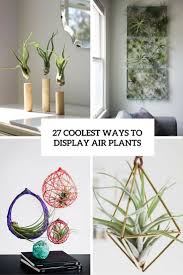 Hard to kill) they do require light, water, and air circulation. 27 Coolest Ways To Display Air Plants Shelterness