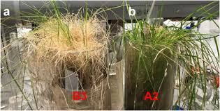 Image result for Stereochlaena cameronii