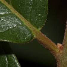 Image result for Rhabdophyllum arnoldianum