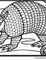 You will get 1 armadillo coloring page in jpg (2550px x 3300px) for your kids coloring project. Armadillo Coloring Page Familyeducation