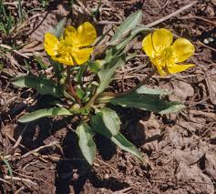 Image result for Sebaea sedoides