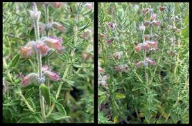 Image result for Pavetta eylesii