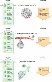 How do lymph nodes relate to lung cancer? Frontiers Tumor Associated Macrophages In Human Breast Colorectal Lung Ovarian And Prostate Cancers Oncology