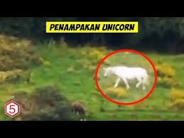 5 Penampakan Unicorn Di Dunia Nyata Dan Terekam Kamera Youtube