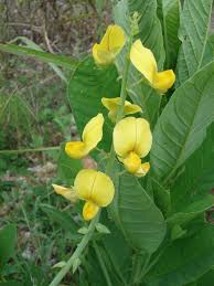 Image result for Crotalaria oocarpa