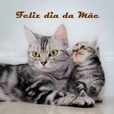 Feliz dia das maesfeliz dia das maes. Feliz Dia Da Mae Gata Clube De Gatos Do Sapo