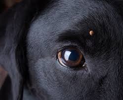 Check between their toes, around their legs, the insides of their ears and all around their face, chin and neck. How To Get Rid Of A Tick On Dogs What To Do For Tick Bites On Dogs