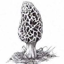 Pin By Bonnie Banner On Art Examples Mushroom Drawing Morel Mushrooms Art Stuffed Mushrooms