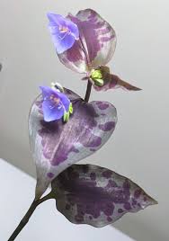 Image result for Tinnea galpinii