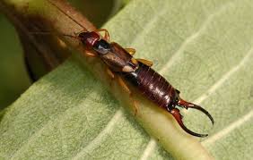 The video below shows how effective windex is at killing earwigs. How To Control Earwigs In Your Garden Best Ways To Get Rid Of Earwigs