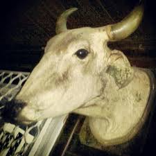Ox Head