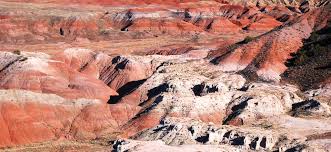 Make sure you visit the petrified forest first. Mesmerized By A Petrified Forest