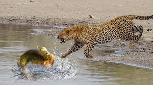 The Animal Life Leopard Hunting Animals Cute Animals