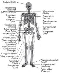 Dalam rangka manusia terdapat beberapa macam sendi,antara lain Tulang Rangka Manusia Dan Bagian Bagiannya Pdf Download Gratis