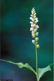 Image result for Polygala senensis