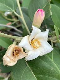 Image result for Lotononis laxa