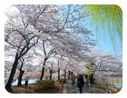 When is cherry blossom season in japan in 2021? Japan Tokyo Nara Sakura Cherry Blossoms Love 2 Fly