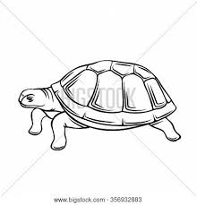 Turtle Outline Icon Vector Photo Free Trial Bigstock Turtle art, green sea turtle drawing, turtle outline, symmetry, sticker, animal png. turtle outline icon vector photo