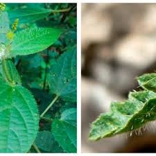 Image result for Tragia rupestris