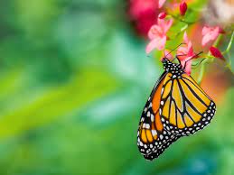 The monarch butterfly is the most beautiful and interesting creature in the insect world, and its migration is a source of fascination for many. Milkweed Plants For Monarchs