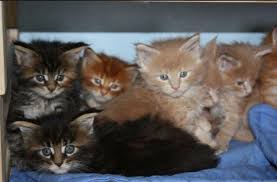 5 of them are £1500, the 2 chocolate tabby boys, boy 5 and boy 3 are £1800, solid blue boy 2 is £3000, as these colours are much more sought after and rare. Gorgeous Maine Coon Kittens For Sale In Fort Lauderdale Florida Classified Americanlisted Com