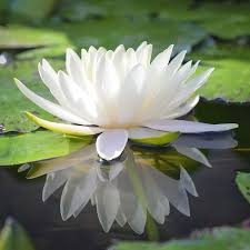 The idea for the white lotus businesses evolved organically, over more than a decade, as members of the tsogyelgar buddhist community explored ways to live creatively and according to buddha's teaching on right livelihood. White Lotus Pranic Healing Home Facebook