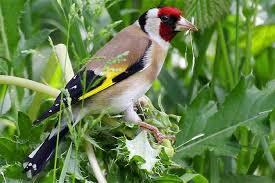 Pin Auf Vogel Von Nabu