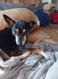 Grief and support for loss of a beloved pet