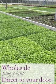 Maybe you would like to learn more about one of these? Brookside Nursery Uk Grown Bedding Plants Plug Plants And Vegetable Plants Brookside Nursery