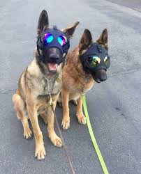 Twin Trouble Military Dogs Dog Equipment War Dogs