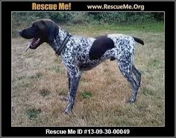 Learn more about marshall's shorthairs in michigan. German Shorthaired Pointer Rescue Washington German Shorthaired Pointer Animal Activism Dog Adoption